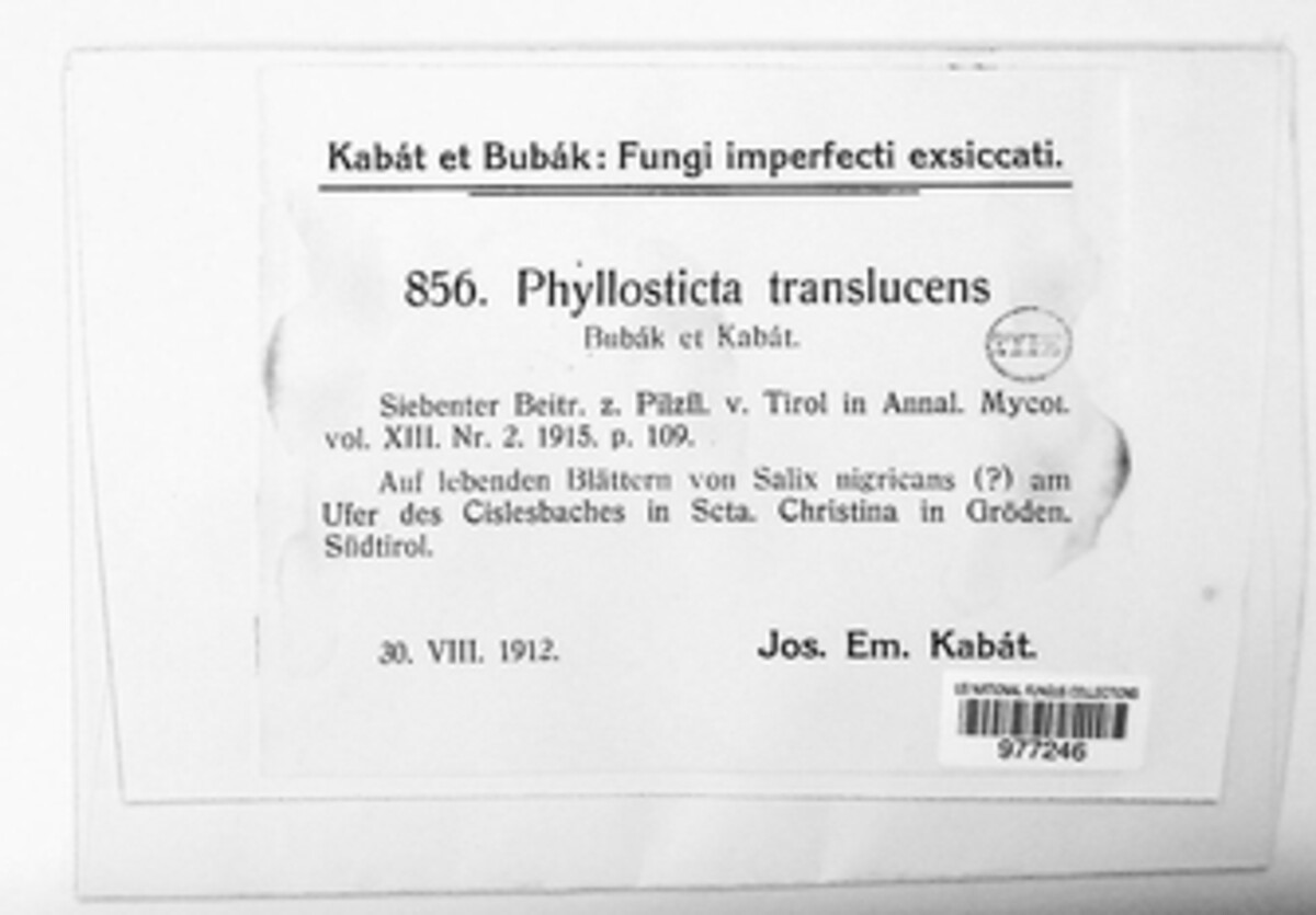 Phyllosticta translucens image